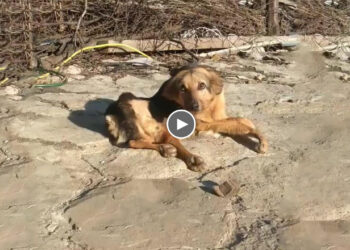 Dragged on the street for months without help, she wagged her tail thanks who give her foods!