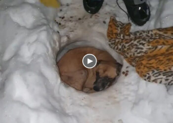 She Was Completely Exhausted, Cowering in The Cold Snow, Losing Faith in Humanity