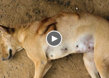 Rescue Dog With a broken Rib Cage, the Dog rib cage was bent and twisted.