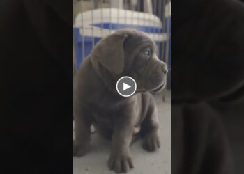 PUPPY CONTRACTS ARE ESSENTIAL