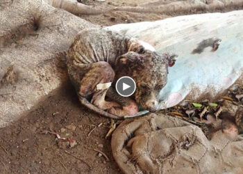 She Longs for a Safe Place to Live and a Full Meal, But Will That Happen?