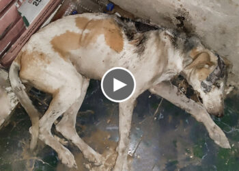 Rescued A Dog with a Massive infected wound on his Head and back