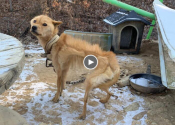 He look to me with scare and tearful eyes! They chained and neglected him in cold, alone and sadness