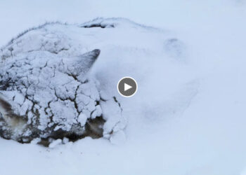Everyone Indifferent, Leaving Him Even Though He Lonely And Covered in Cold Snow