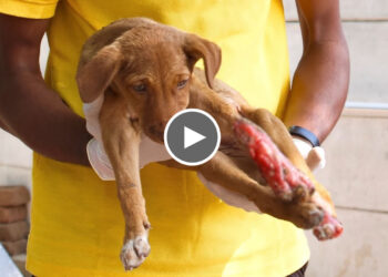 Stray puppy with injured paws gets new lease of life