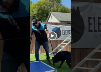 DOG TRAINING FUNDAMENTALS