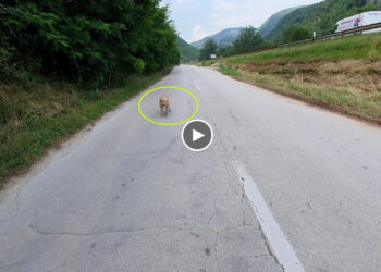 She limped to me beside the highway road, so hungry, alone and cold, approached asking for help!