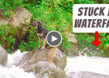 A dog stuck in a Waterfall that is flowing very strongly
