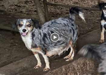 Pregnant Mother Dog in Slaughterhouse, Worried, Struggling to Find a Safe Place to Give Birth