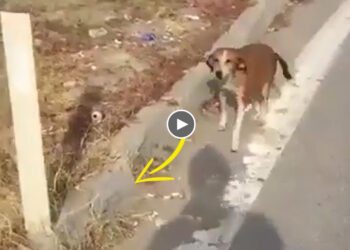 Under The Scorching Sun, A Mother Dog Desperately Begged Passersby for Help