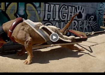 REACTING TO “THE SPORTING AMERICAN BULLY”