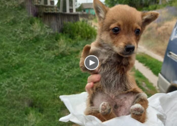 They stopped car on the road then dumped tiny puppy without front legs to trash dump!