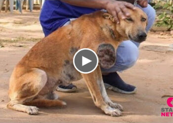 Poor Dog With Bizarre Tumor Gets Life-Saving Surgery | Dog Tumor