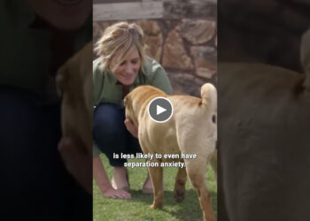 BEST DOGS FOR APARTMENT LIVING