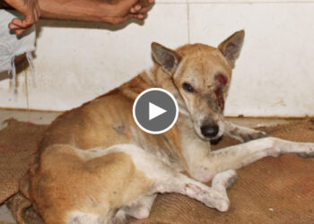 Rescued a stray dog with life-threatening multiple wounds on the face and neck