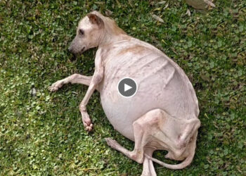 She Conquered Liver Cancer Became a Great Inspiration For Animals in This World