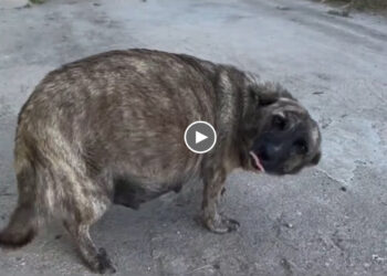 Pregnant Dog Continuously Wagging Tail, Smiling Because She Wanted Help While Abandoned By Her Owner