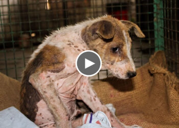 Neglected puppy with severe skin disease transformed after rescue.