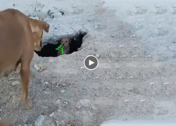 When Realizing That The Child Was In Danger, Mama Dog Rushed To Protect Even Though She Was Injured