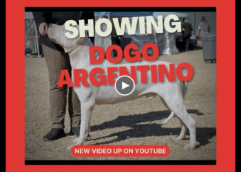 SHOWING DOGO ARGENTINO IN THE IABCA