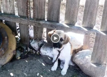 He is totally broken, was chained in a short and heavy leash! He hide in the corner terrified!