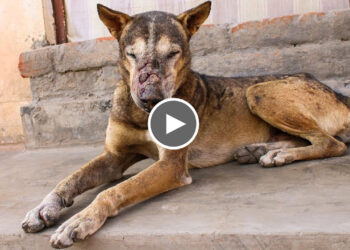 Dog found with a deep hole wound in his head makes miraculous recovery