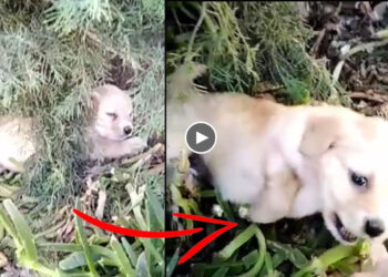 She Stuck In The Forest And The Moment She Holds The Rescuer’s Hand Asking For Help Is So Touching