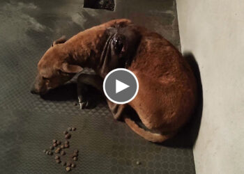 The Dog was Rescued as his Back Wound Grew Worse by the Moment.