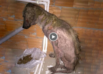 The Painful Life of The Past Didn’t Disappoint Him, Strong Efforts Helped Him Become a True Prince