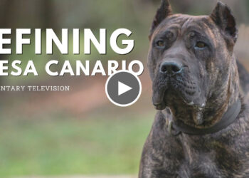 DEFINING THE PRESA CANARIO