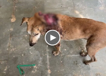 Dog rescue and treatment for a dog with a neck maggot wound