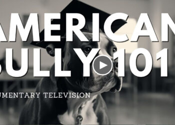 AMERICAN BULLY DOGS 101