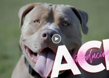 INTRODUCING XL AMERICAN BULLY ACE