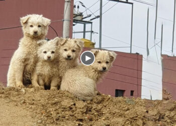Abandoned mom and her puppies shaking in frozen, scared at construction site waiting for help!