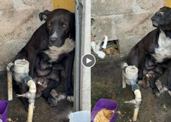 Mother Dog Extremely Stressed After Being Kicked Out of Home by Owner While Giving Birth