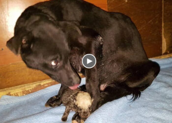 She covered her only puppy survived with her paw, Her eyes full of fear, she trust no one!