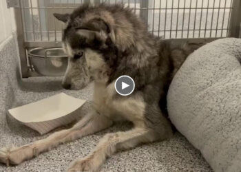 Terrifed dog looks old, but she’s not! She’s only a year old! Heartbreaking journey to happy mom!