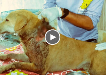 Rescued Homeless Dog with a life-threatening wound around the neck | the Worst Wound