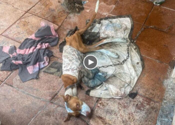 Skinny Dog Starved For Years In Dirty Place, Her Begging Eyes Made Us Cry