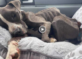 He was chained, mistreated to emaciated, dehydrated, missing half its tongue by heartless…