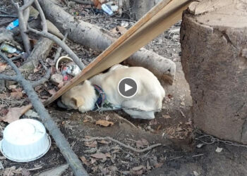Whole life was chained and mistreated in starved, cold, terrified dog eat waste foods for survived