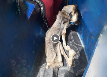 Skinny Dog, Exhausted From Starvation, Begging For Food For Many Days Without Anyone Feeding Her