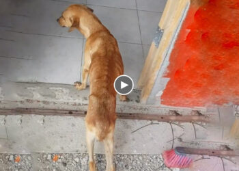 He Was Injured, Staggered, Tried To Run Into Residents’ Houses For Help