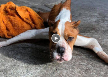 Skiny Dog Was Like a Dry Bone But The Owner Never Cared About Her…AMAZING TRANSFORMATION