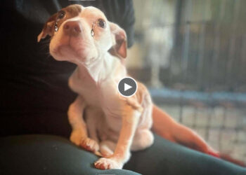 She was dumped at the back yard, only skins and bones, nearly starved to end in pain!