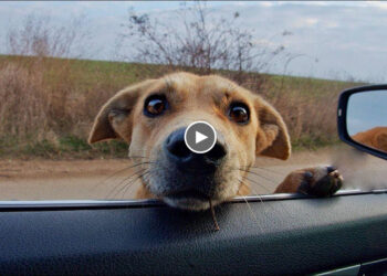 She Tried to Stick Her Head Into My Car to Beg For Help With The 3 Puppies That Were In The Sewer