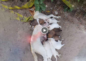 Kind Mother Dog Exhausted From Hunger, Illness, Still Tried Her Best To Protect Her Puppies