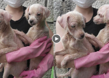 I’m Glad That I Hugged Them In My Heart, From Now On You Will No Longer Starve And Be Sad