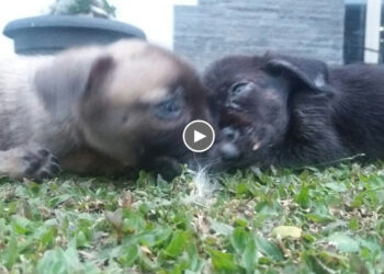 Two Brothers Had Just Been Dumped, Helpless, Only Able to Rely on Each Other On a Busy Road