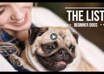 THE LIST: TEN BEST DOGS FOR BEGINNERS